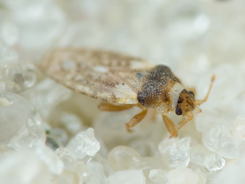 Piesma maculatum (Laporte, 1833)
